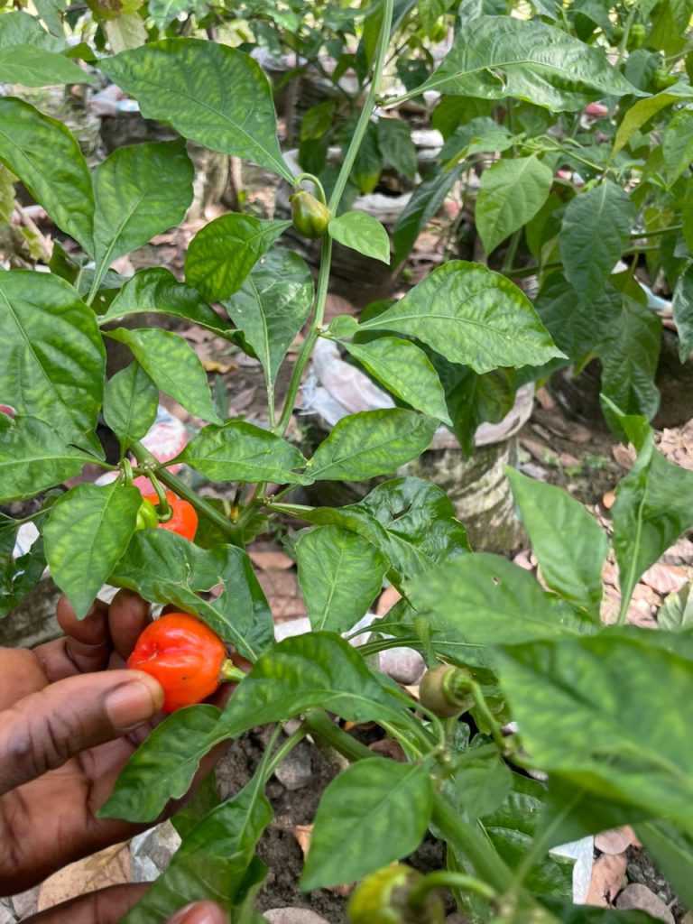 WhatsApp Image 2025-10-11 at 4.51.12 PM